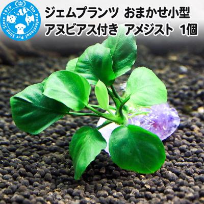 ふるさと納税 邑楽町 ジェムプランツ おまかせ小型アヌビアス付き アメジスト 1個|09_chm-ar0101