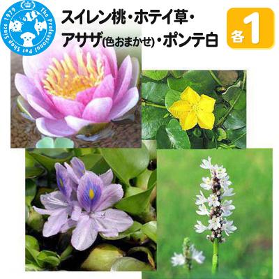 ふるさと納税 邑楽町 スイレン桃(1)+ホテイ草+アサザ(花色おまかせ)+ポンテ白(各1株)|09_chm-aq0101