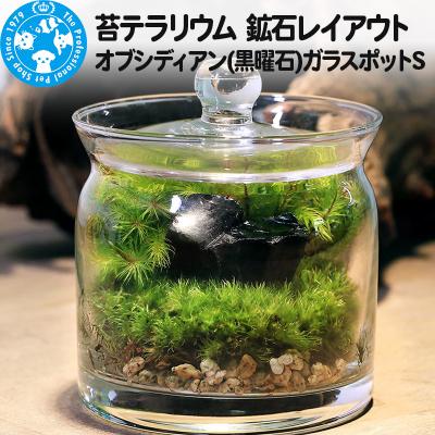 ふるさと納税 邑楽町 苔テラリウム 鉱石 オブシディアン(黒曜石)ガラスポットS 説明書付|09_chm-bt0101