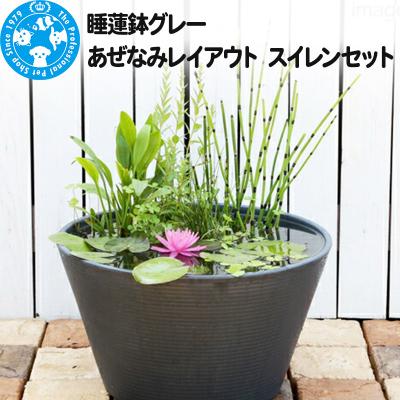ふるさと納税 邑楽町 睡蓮鉢グレー あぜなみレイアウト スイレンセット|09_chm-970101