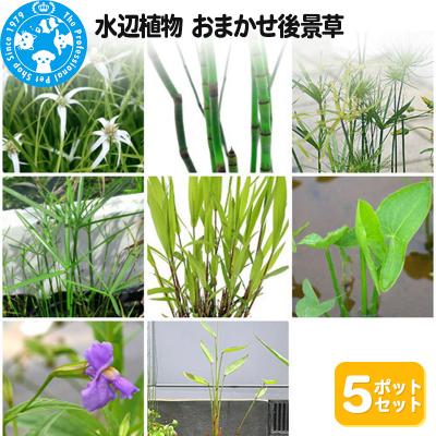 ふるさと納税 邑楽町 水辺植物 おまかせ後景草×5ポットセット|09_chm-a00501