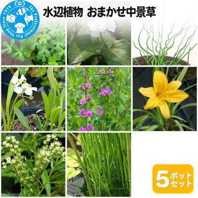 ふるさと納税 邑楽町 水辺植物 おまかせ中景草×5ポットセット|09_chm-a10501