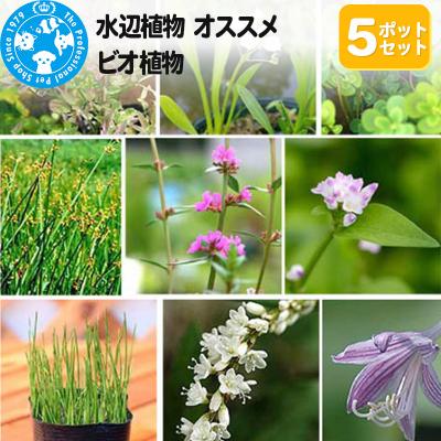ふるさと納税 邑楽町 水辺植物 オススメ ビオ植物×5ポット|09_chm-a20501