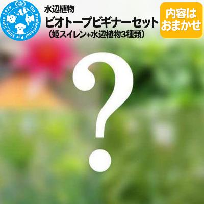 ふるさと納税 邑楽町 水辺植物 ビオトープビギナーセット(姫スイレン+水辺植物3種類)|09_chm-a70101