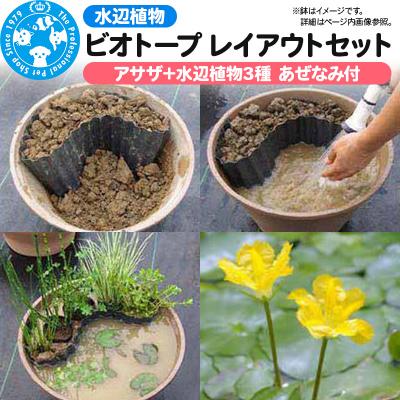 ふるさと納税 邑楽町 水辺植物 ビオトープレイアウトセット(アサザ+水辺植物3種 あぜなみ付)|09_chm-a80101