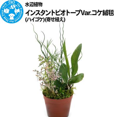 ふるさと納税 邑楽町 水辺植物 インスタントビオトープ コケ絨毯(ハイゴケ)(寄せ植え)|09_chm-a60101