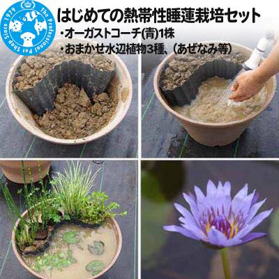 ふるさと納税 邑楽町 睡蓮栽培セット(オーガストコーチ(青)1株、水辺植物3種、あぜなみ等)|09_chm-af0101