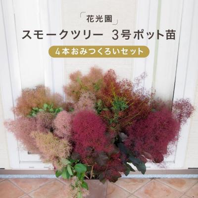 ふるさと納税 横浜市 スモークツリー3号ポット苗4本おみつくろいセット