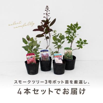 ふるさと納税 横浜市 スモークツリー3号ポット苗4本おみつくろいセット |  | 01