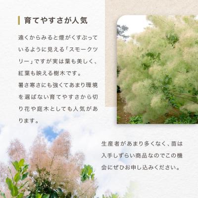 ふるさと納税 横浜市 スモークツリー3号ポット苗4本おみつくろいセット |  | 03