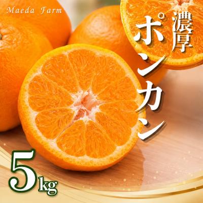 ふるさと納税 愛南町 先行受付 数量限定 樹齢30年のポンカン 5kg 前田ファーム