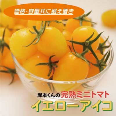 ふるさと納税 愛南町 岸本くんの完熟ミニトマト イエローアイコ 180gパック×8