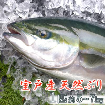 ふるさと納税 室戸市 室戸産天然ぶりまるごと1匹(5kg〜)下処理不可
