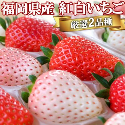ふるさと納税 小郡市 いただきいちご園 厳選2品種 めでたい紅白いちごボリュームセット[No5354-0493]