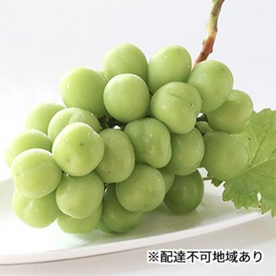 ふるさと納税 赤磐市 早期受付 シャイン マスカット 2房(1房500g以上) 桃茂実苑 [NO5765-0996]