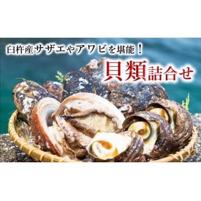 ふるさと納税 臼杵市 [臼杵産]新鮮な貝類詰め合わせ
