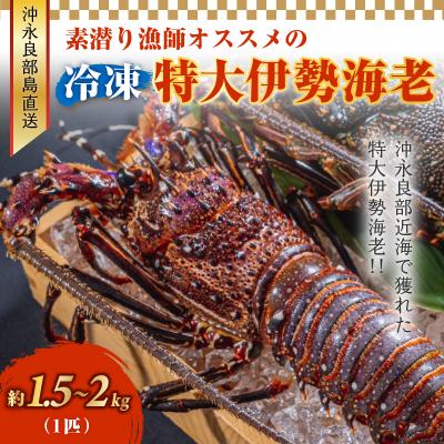 ふるさと納税 和泊町 沖永良部島直送!素潜り漁師オススメの特大冷凍伊勢海老 約1.5〜2キロ(1匹)!