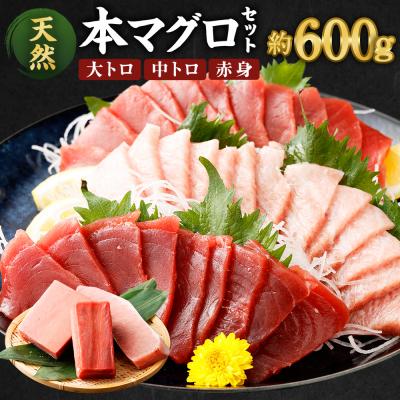 ふるさと納税 室戸市 厳選天然本マグロセット(大トロ・中トロ・赤身の食べ比べ3種セット)