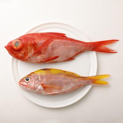 ふるさと納税 土佐清水市 【事前連絡でお届け日調整】季節の鮮魚 詰め合わせセット 鮮魚ボックス(box)【R01094】 |  | 02
