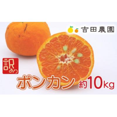 ふるさと納税 愛南町 数量限定 先行受付 訳あり ポンカン 10kg みかん 国産 吉田農園 愛南町 愛媛県