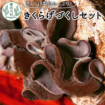 ふるさと納税 東白川村 東白川村産 杜のきくらげづくしセット