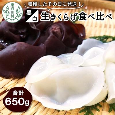 ふるさと納税 東白川村 収穫したその日に発送!黒・白 生きくらげ食べ比べセット 合計650g