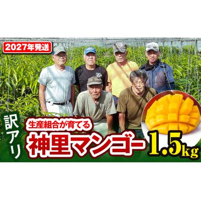 ふるさと納税 南風原町 [訳あり]2027年発送 生産組合から直送 神里マンゴー1.5kg