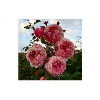 ふるさと納税 飯能市 [Apple Roses]バラ苗『アルカーナ』大苗6号ポット植え