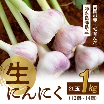 ふるさと納税 和泊町 [先行受付]農家厳選!南国の赤土で育んだ 沖永良部島産 生にんにく2L玉 1キロ[3月下旬〜4月下]