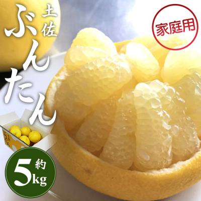 ふるさと納税 香南市 [先行受付]間城農園 土佐文旦5kg (家庭用)(2L〜4Lサイズ) ms-0079