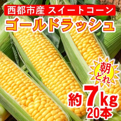 ふるさと納税 西都市 【先行受付】西都市産朝どれスイートコーン(ゴールドラッシュ)約7kg[2425] | 