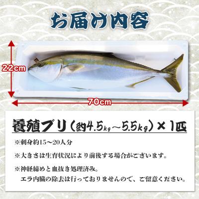 ふるさと納税 香南市 ぶり 1尾 4.5kg〜5.5kg ぶりしゃぶ  ブリ刺身 ぶりのたたきでお楽しみ ny-0014 |  | 03