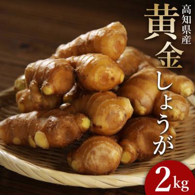 ふるさと納税 香南市 生姜一筋70年の生姜老舗問屋 黄金しょうが2kg Xnb-0007