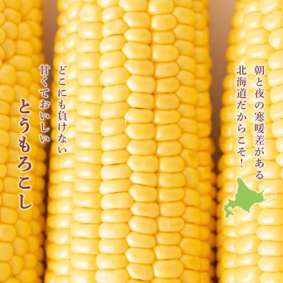 ふるさと納税 千歳市 【2027年夏発送】 とうもろこし ゴールドラッシュ L〜2L 16本 |  | 01