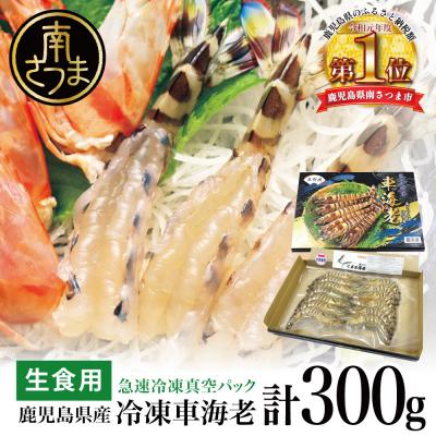 ふるさと納税 南さつま市 [鹿児島県産]活〆 冷凍車海老 300g(生食用)