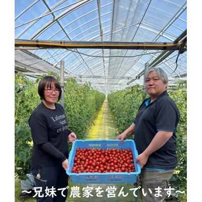 ふるさと納税 土佐清水市 【令和8年10月】完熟フルティカトマト1kg(中玉サイズ)天然地下水使用 【R00130】 |  | 01