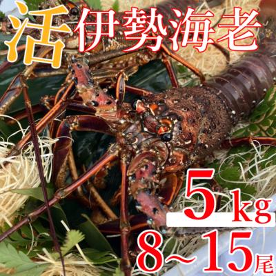 ふるさと納税 室戸市 [先行予約]室戸市産活伊勢海老 5kg レシピ、軍手、キッチンバサミ付き 5000g