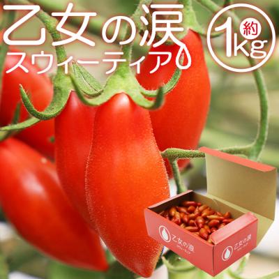 ふるさと納税 香南市 [先行受付]乙女の涙 スウィーティア ミニトマト 1kg is-0016