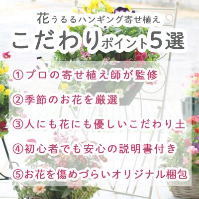 ふるさと納税 山口市  宿根草「ヒューケラの花うるるハンギング寄せ植え」Mサイズ C052 |  | 02