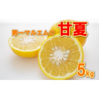 ふるさと納税 愛南町 [先行予約] 甘夏 5kg 第一マルエム 減農薬 みかん 柑橘 フルーツ 愛媛県 愛南町