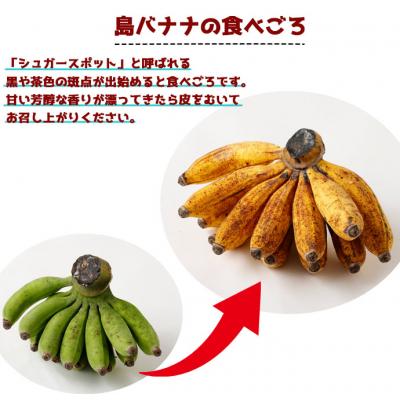 もと様用鹿児島バナナ ふるさと納税 天城町 【鹿児島県天城町】【2026年発送】徳之島 子宝