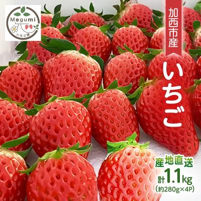 ふるさと納税 加西市 いちご 4パック 兵庫県 加西市 [No5698-1379]