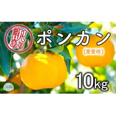 ふるさと納税 愛南町 [先行受付][2027年1月10日〜]訳あり 愛愛柑 10kg ポンカン マルエム直販