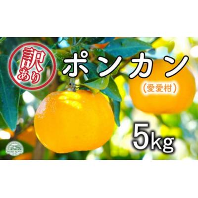 ふるさと納税 愛南町 [先行受付][2027年1月10日〜]訳あり愛愛柑 ポンカン5kg フルーツアイランド・マルエム直販