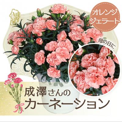 ふるさと納税 庄内町 [R8.5月初旬発送]成澤さんのカーネーション オレンジジェラート(入金期限:2026.4.30)