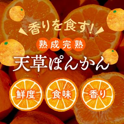 ふるさと納税 天草市 香りを食す!熟成完熟天草ぽんかん 2月発送 約3kg秀品〈先行受付〉_S117-004 |  | 01