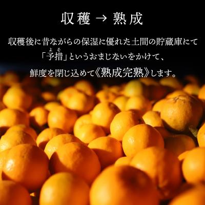 ふるさと納税 天草市 香りを食す!熟成完熟天草ぽんかん 2月発送 約3kg秀品〈先行受付〉_S117-004 |  | 02