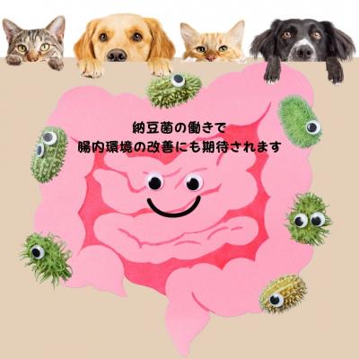 ふるさと納税 宍粟市 腸活素材 犬・猫の無添加おやつ フリーズドライ