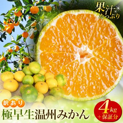 ふるさと納税 紀宝町 訳あり 極早生温州みかん 約4kg+傷み保証分200g 2S〜3Lサイズおまかせ[njb691A]