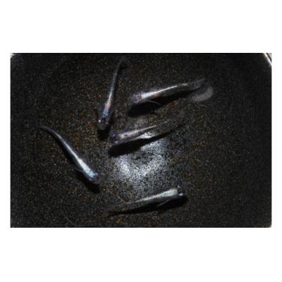 ふるさと納税 飯能市 メダカ「紅灯系白虎(べにあかりけいびゃっこ)」5匹セット